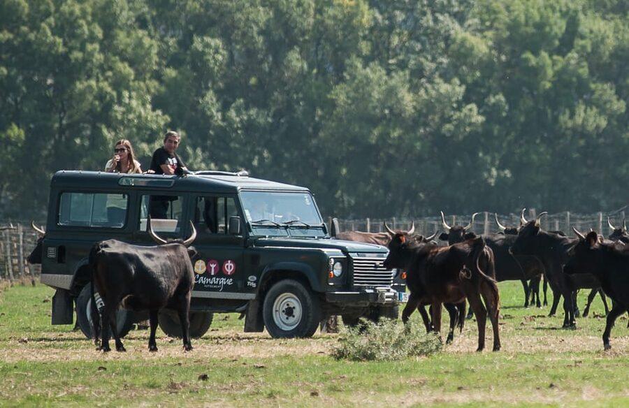 Camargue: Half-Day 4x4 Guided Safari Adventure - Through the old Vistres marsh and rice fields
