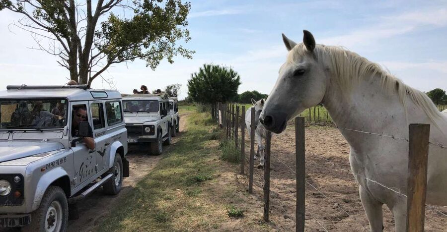 Camargue: Safari from Saintes-Maries-de-la-Mer - Key points to know before you book