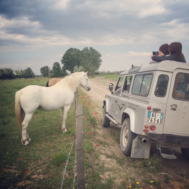 Camargue: Safari from Saintes-Maries-de-la-Mer - Watching white horses in the open fields