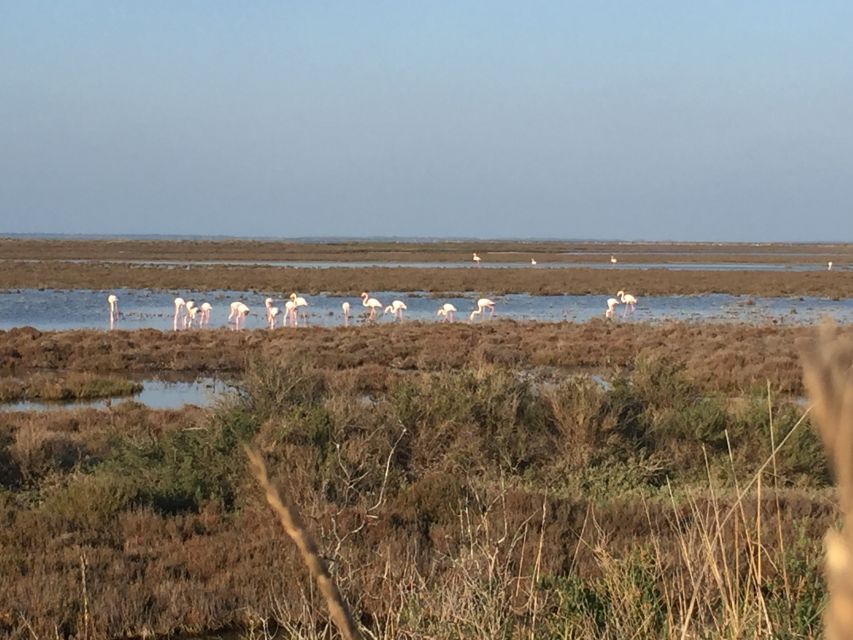 Camargue: Safari from Saintes-Maries-de-la-Mer - Who will enjoy this Camargue outing?