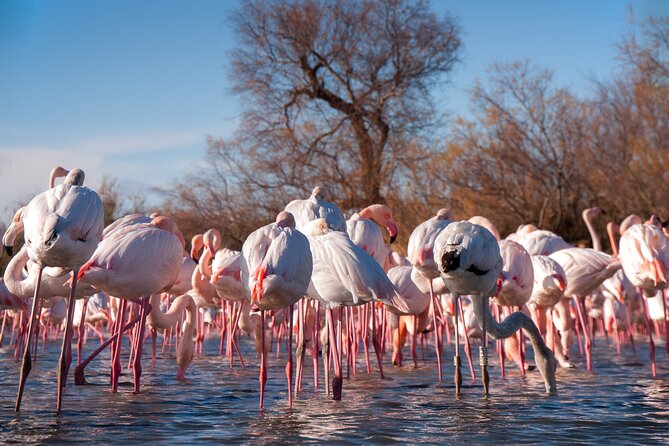 Camargue Small-Group Day Trip from Avignon - Why the Camargue makes a good day from Avignon