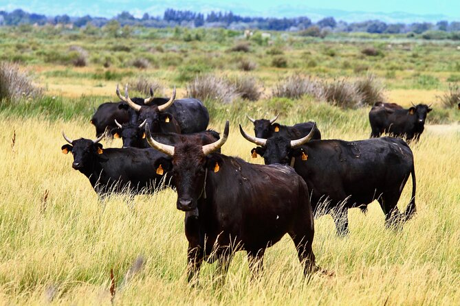 Camargue Small-Group Day Trip from Avignon - Saintes-Maries-de-la-Mer and its coastal traditions