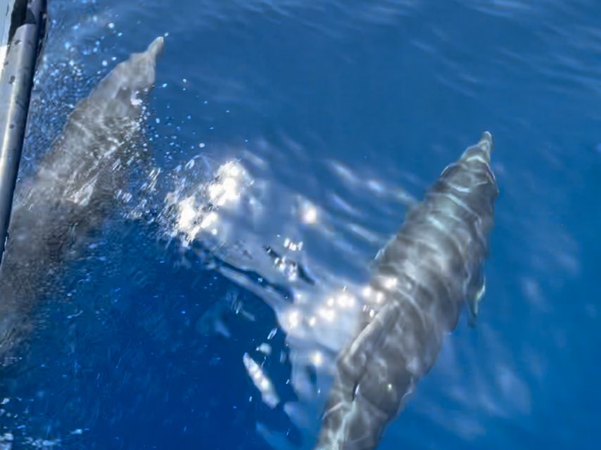 Cargèse: Scandola, Girolata, and Piana Afternoon Boat Tour - Should you book it?