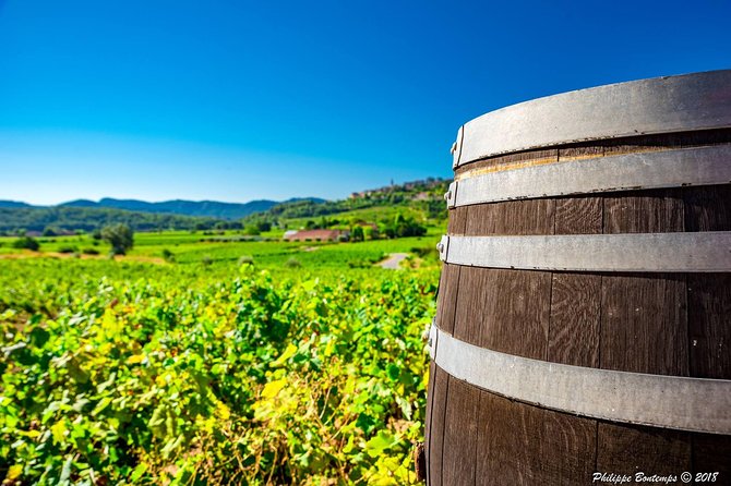 Cellar Visit & Bandol Wine Tasting (in French) - The 30-minute cellar visit