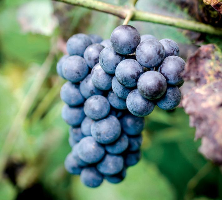 Champagne: Canard-Duchêne Champagne House Tour - How Champagne Production Fits Together