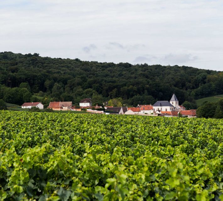 Champagne: Canard-Duchêne Champagne House Tour - What the $25 Price Really Buys