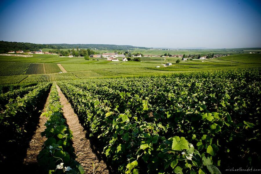 Champagne: Canard-Duchêne Champagne House Tour - How It Compares With Longer Champagne Outings