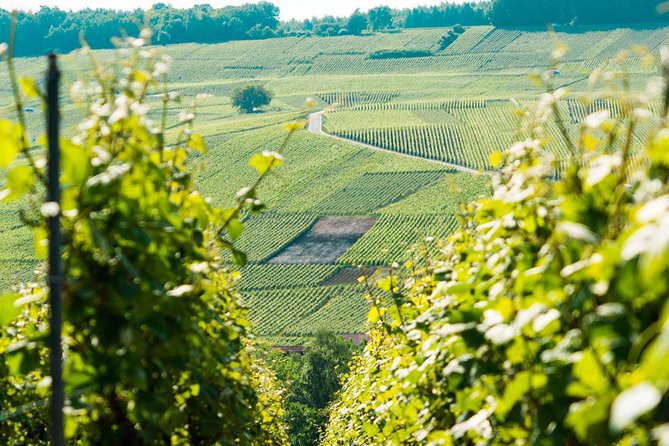 Champagne Day Trip with 6 Tastings, Reims and Winery from Paris - The family winery: the most personal tasting