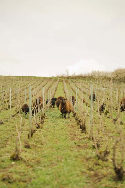 Champagne Vineyard Experience: Delve into the terroir - Starting at 8 Rue de la Fontaine