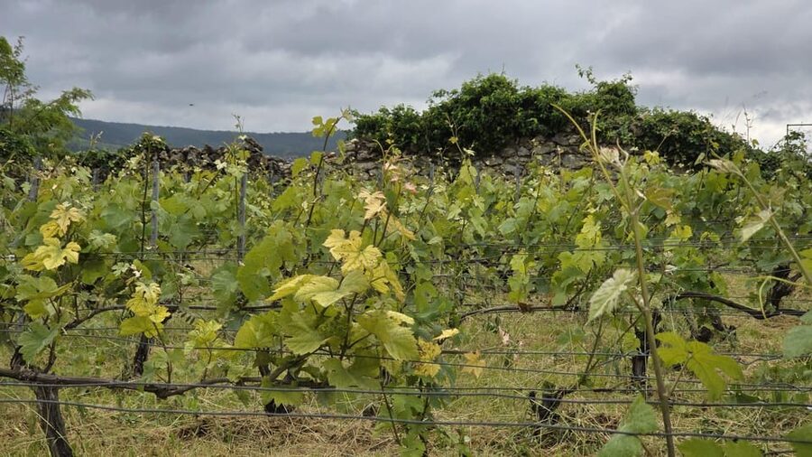 Champagne Vineyard Experience: Delve into the terroir - Inside the historic cellar