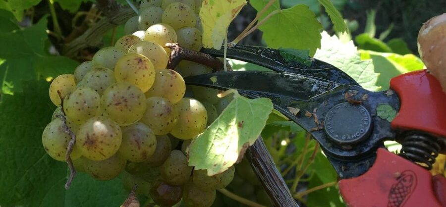 Château du Bois-Huaut: Cellar Tour and Wine Tasting Class - Inside the Wine Cellars