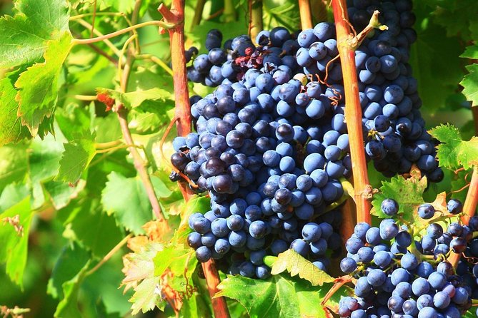 Châteauneuf du Pape Wine Day Tasting Tour including Lunch from Avignon - Séguret, Gigondas, and Vacqueyras add useful contrast