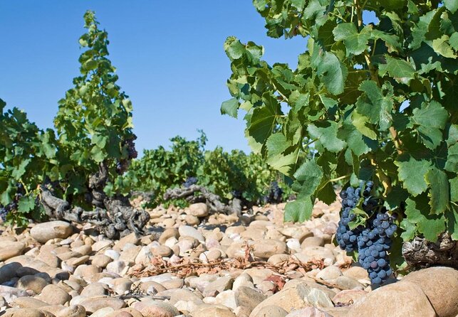 Chateauneuf du Pape wine tour - Key points to know before booking