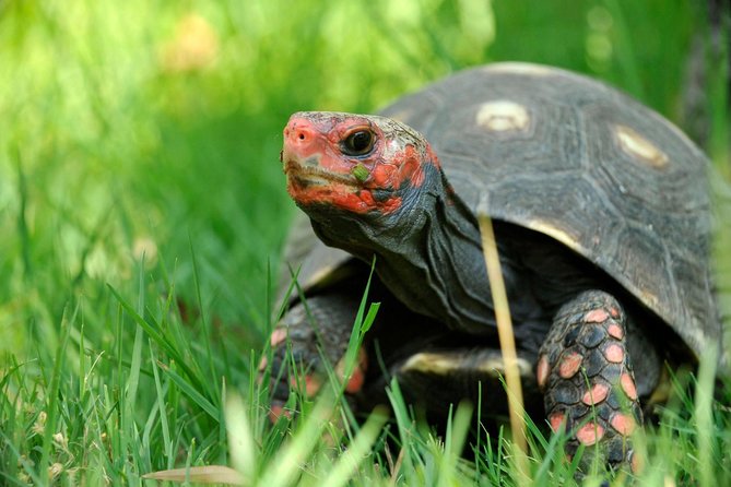 Corsica A Cupulatta Turtle Park Skip the Line Admission Ticket - What A Cupulatta near Ajaccio is really about