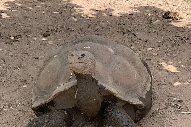 Corsica A Cupulatta Turtle Park Skip the Line Admission Ticket - Why the self-guided format works