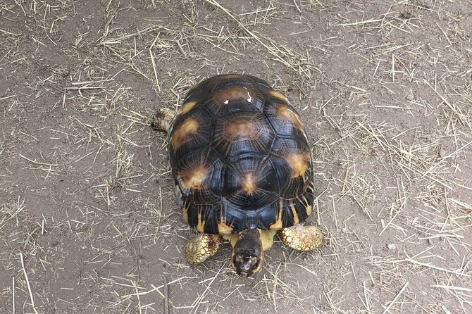 Corsica A Cupulatta Turtle Park Skip the Line Admission Ticket - Food, shade, and the turtle shop