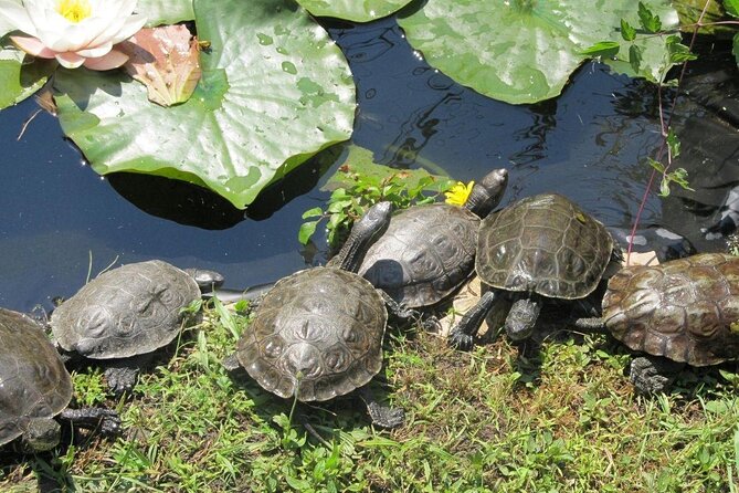 Corsica A Cupulatta Turtle Park Skip the Line Admission Ticket - The best timing for your visit
