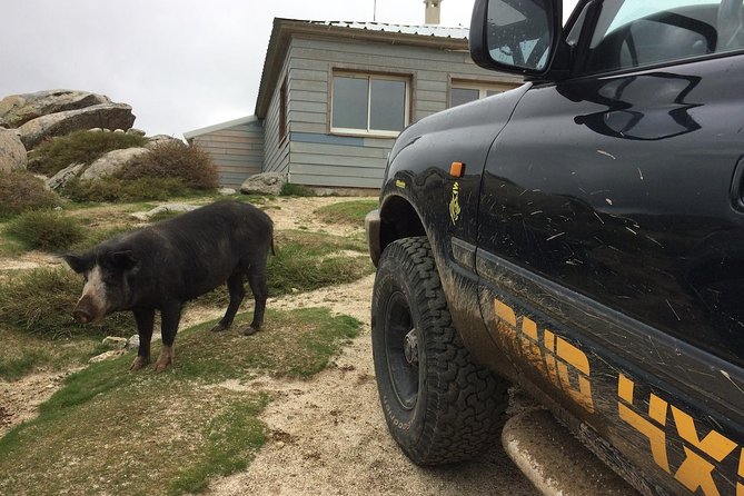Corsica Extreme Sud Day 4X4 Excursions from Porto-Vecchio - Is $186.06 a Fair Price?