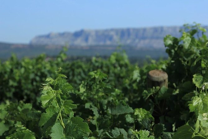 Cotes de Provence Wine Tour from Aix-en-Provence - Second stop at Domaine Terre de Mistral