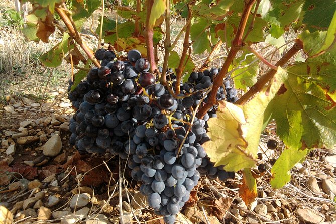Cotes de Provence Wine Tour from Aix-en-Provence - What you are likely to taste