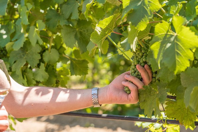 Cotes de Provence Wine Tour from Aix-en-Provence - Who should choose this outing?