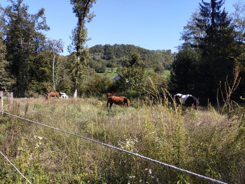 Cruseilles: Horseback Riding in the Countryside - One hour on Savoyard trails