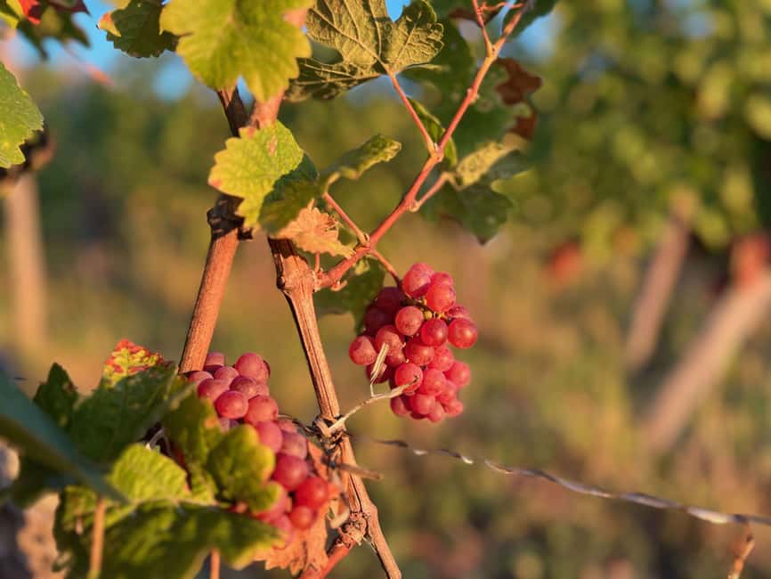 Dare to Alsace Wine with a Feminine Touch - Why the personal guide matters