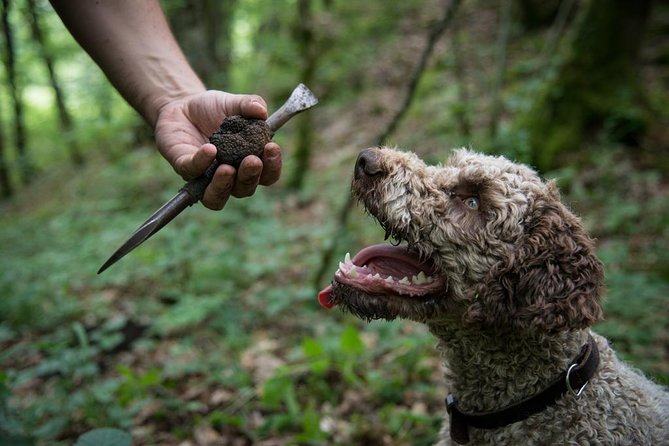 Discovery of the world of Truffles and tasting - What this truffle visit really offers
