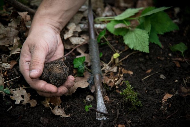 Discovery of the world of Truffles and tasting - Meeting Nicholas and learning why truffles cost so much