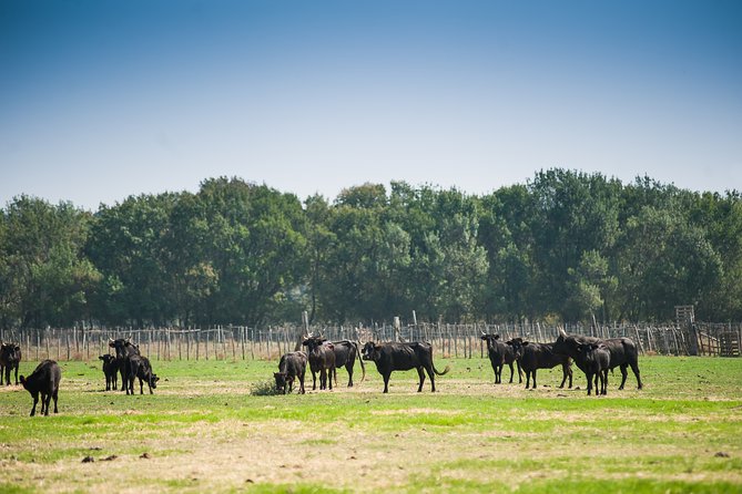 Electric bike excursion in Camargue - Why an electric bike works so well in the Camargue