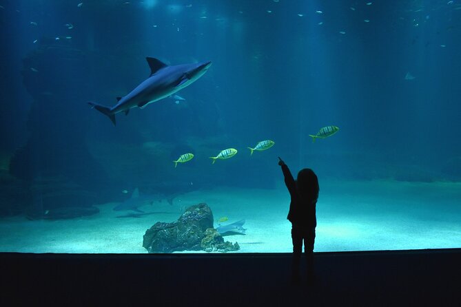 Entrance Ticket Nausicaa, the biggest aquarium in Europe - Education, climate information, and interactive displays