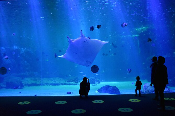 Entrance Ticket Nausicaa, the biggest aquarium in Europe - Crowds, heat, and finding your way
