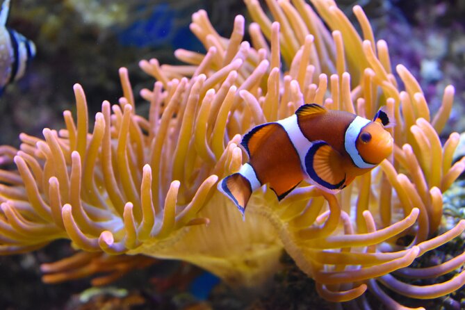 Entrance Ticket Nausicaa, the biggest aquarium in Europe - The best way to plan your visit