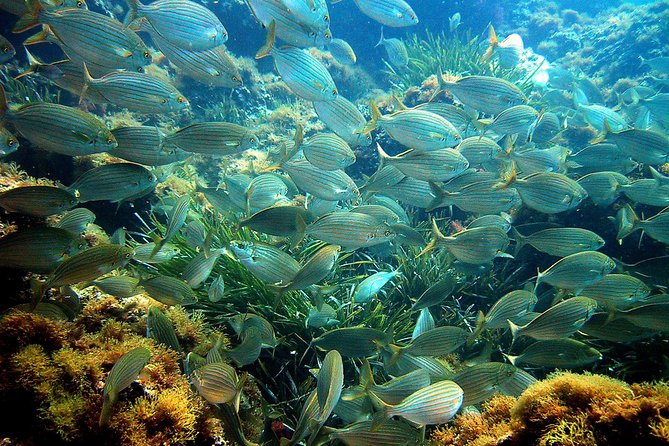 French Riviera Villefranche Bay Snorkeling Tour from Nice - What you may see below the surface