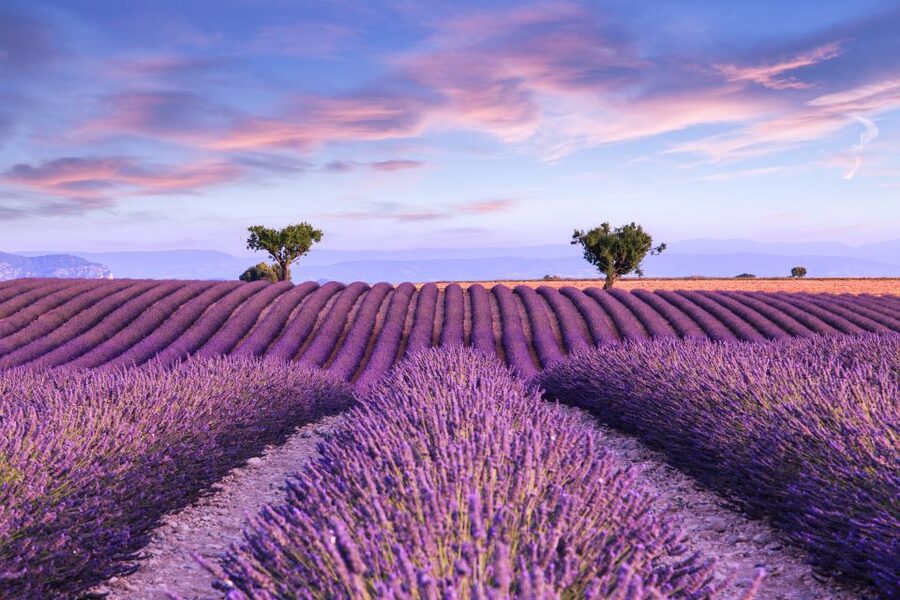 From Aix: Day Trip to Valensole Lavender Fields in Provence - Key points at a glance