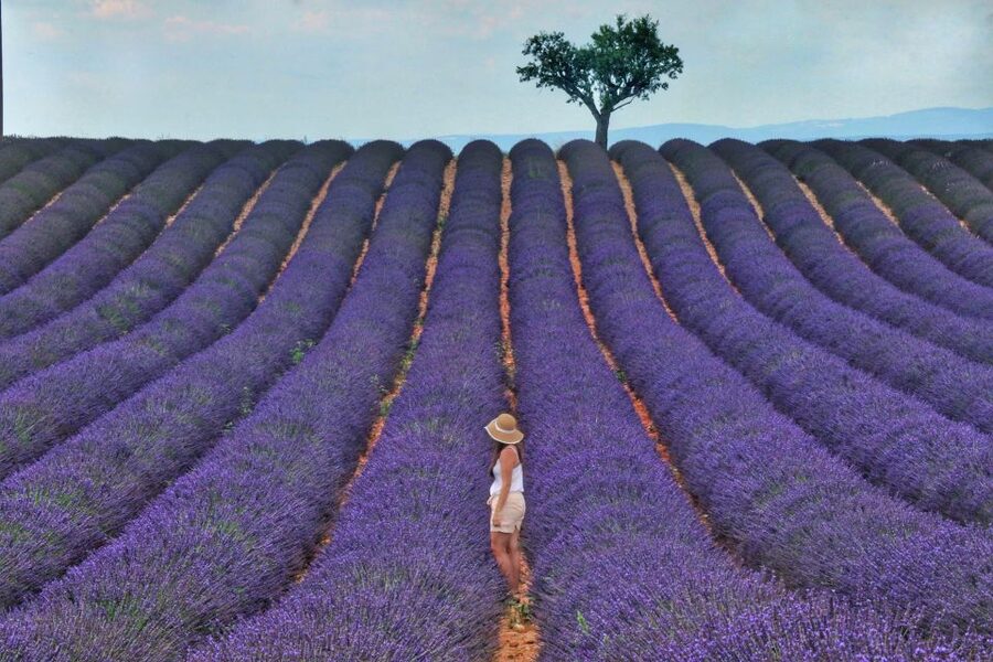 From Aix: Day Trip to Valensole Lavender Fields in Provence - Leaving Aix for the Valensole plateau