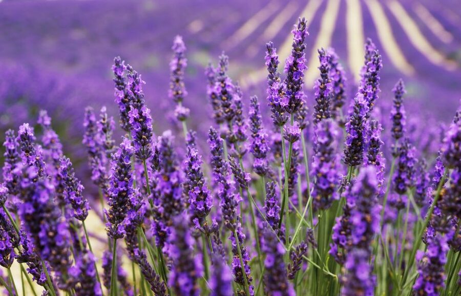 From Aix: Day Trip to Valensole Lavender Fields in Provence - Why lavender and lavendin are not the same