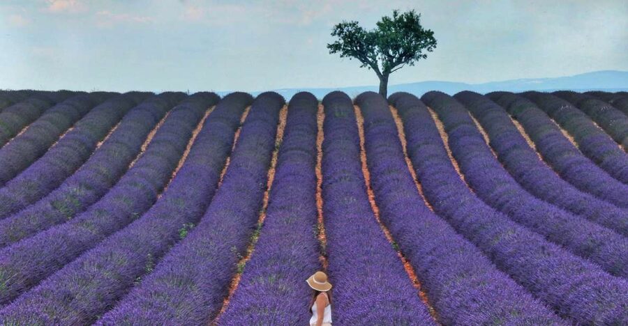 From Aix: Day Trip to Valensole Lavender Fields in Provence - Should you book the Valensole lavender tour?