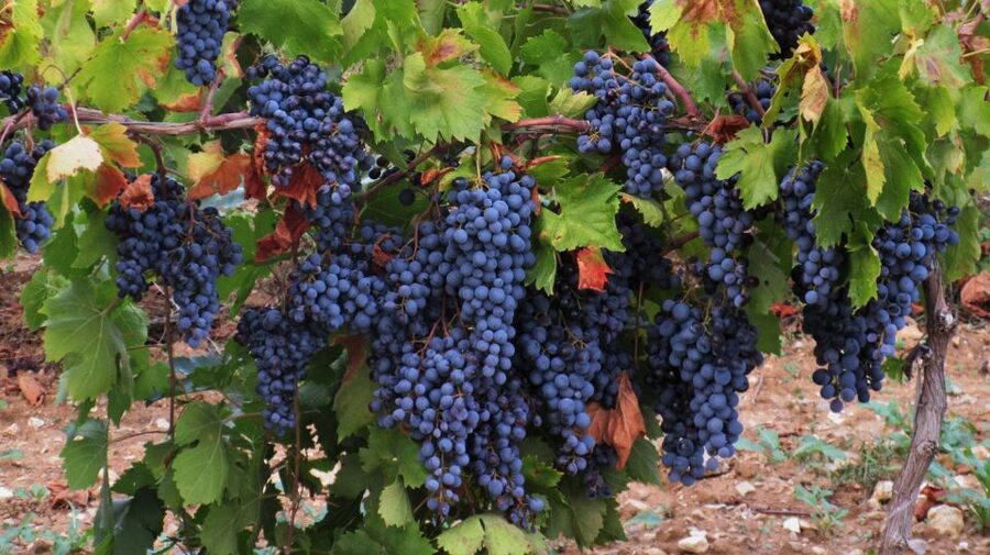 From Aix-en-Provence: Half-day Wine Tour Cezanne Countryside - Second winery: the stronger family connection