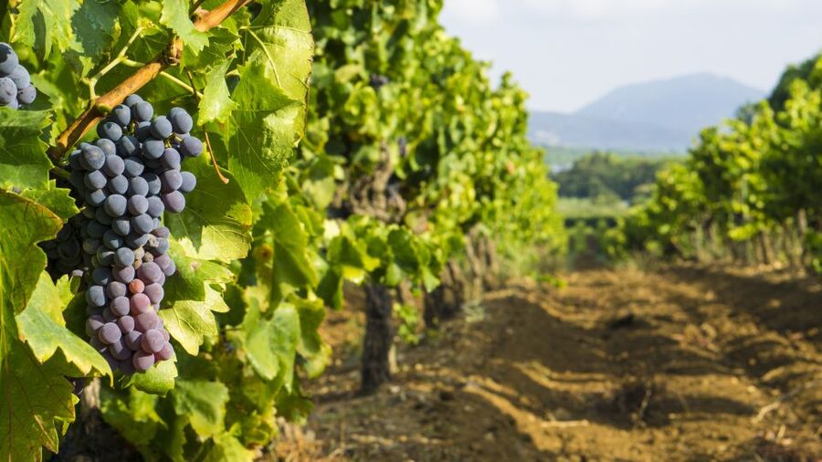 From Aix-en-Provence: Half-Day Wine Tour - First estate: learning the character of Provence wine