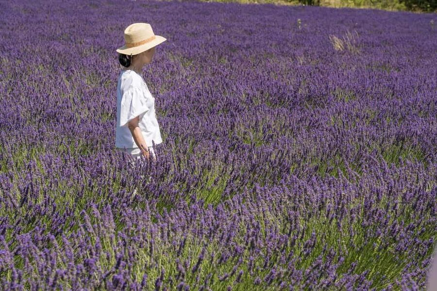 From Aix-en-Provence: Lavender Half Day Tour - When to go and what the season means