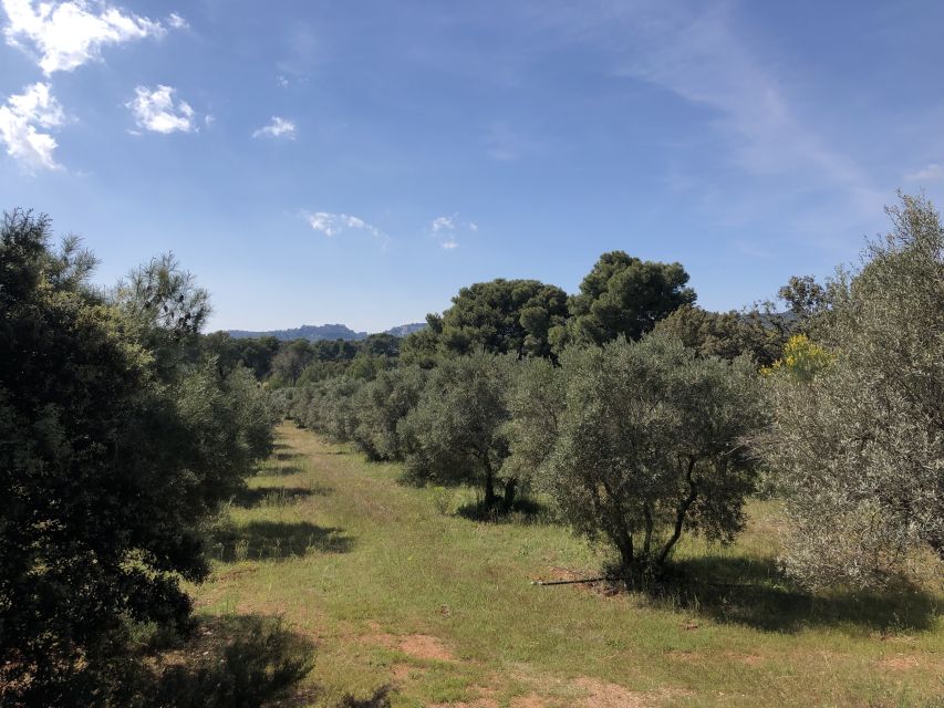 From Arles: Alpilles Regional Park Provence 4x4 Safari - Is $73 a fair price?