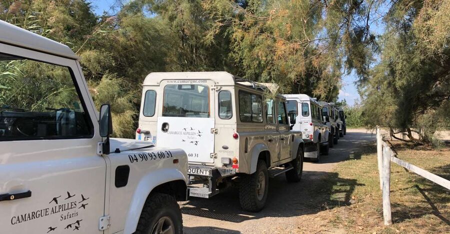 From Arles: Half-Day 4x4 Camargue Safari - Key points at a glance