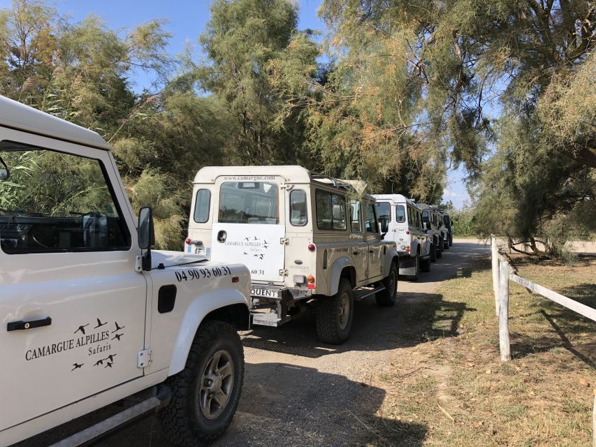 From Arles: Half-Day 4x4 Camargue Safari - Why the Camargue deserves a half-day