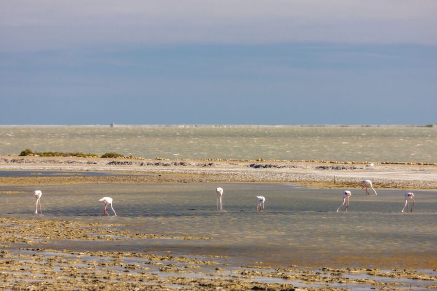 From Arles: Half-Day 4x4 Camargue Safari - Rice fields, farms, and the human Camargue