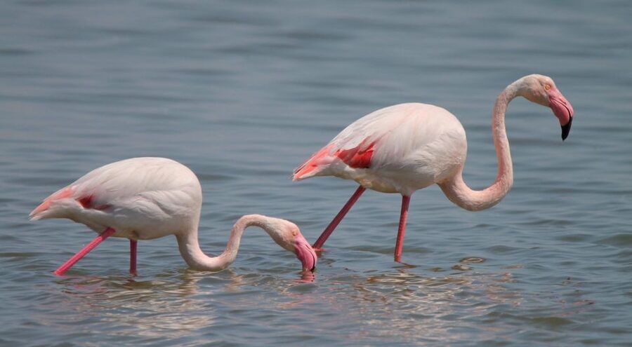 From Arles: Half-Day 4x4 Camargue Safari - How much wildlife can you expect?