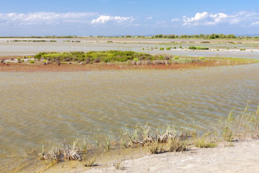 From Arles: Half-Day 4x4 Camargue Safari - Price, group size, and overall value