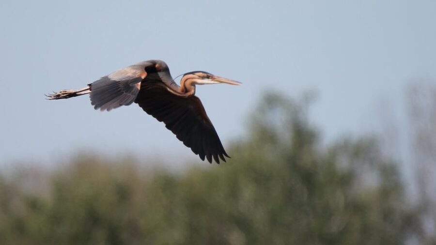 From Arles: Half-Day 4x4 Camargue Safari - Practical comfort tips before you go