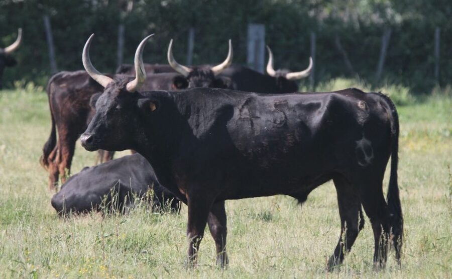From Arles: Half-Day 4x4 Camargue Safari - The 4x4 ride and the route into the marshes