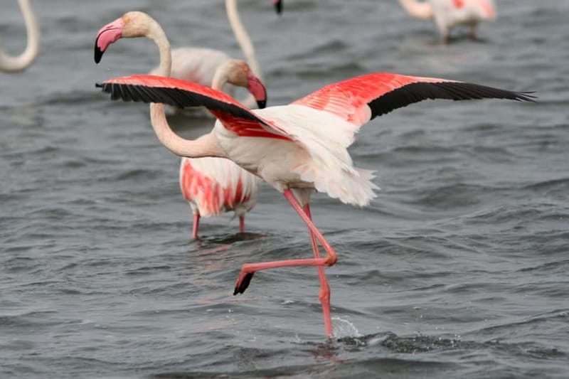 From Avignon: Camargue Tour with Pont de Gau Bird Park Entry - Five things that make this Camargue day special